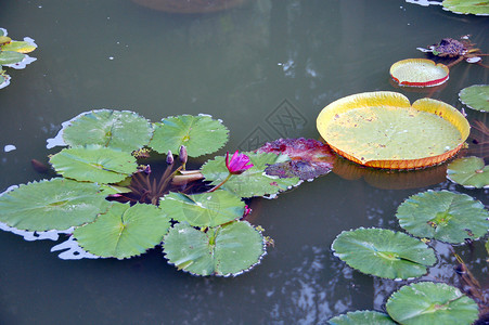 百合花花芯盛开的粉莲花花花瓣花朵装饰花艺百合植物树叶植物群园艺叶子背景