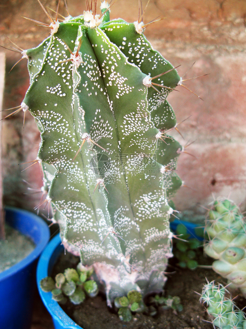 Cactus 工厂绿化干旱生长化妆品肉质沙漠花园植物学园艺多刺图片
