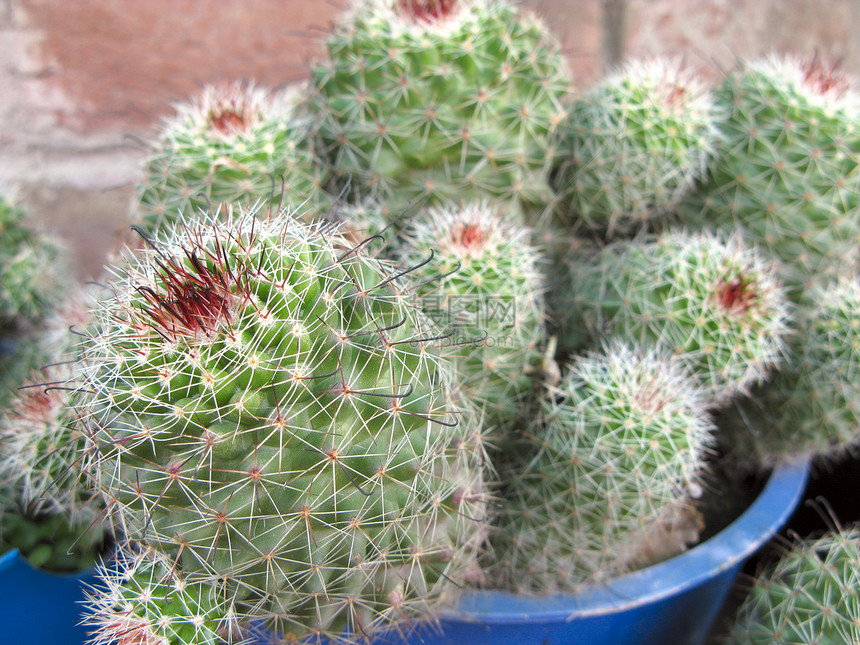 Cactus 工厂多刺旱生植物花园绿色海绵状化妆品生长植被植物沙漠图片