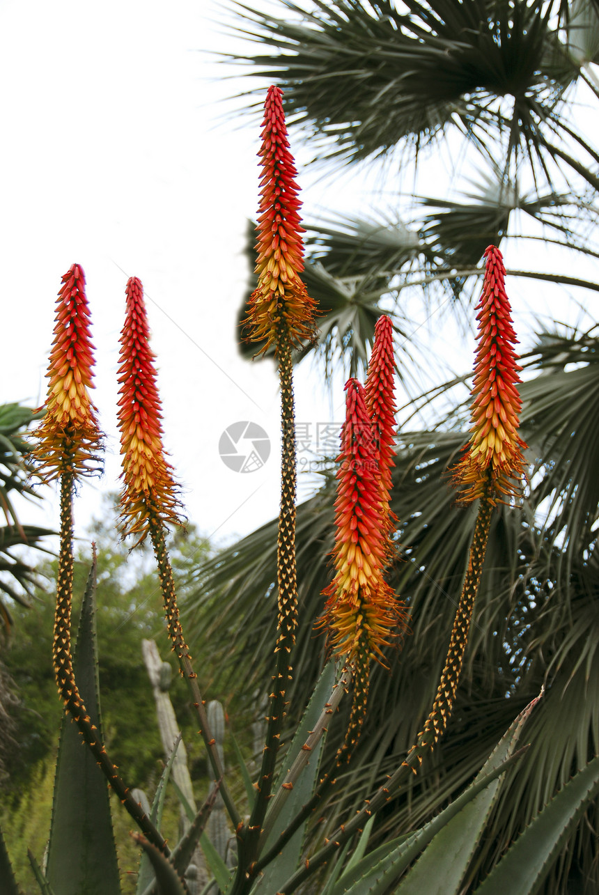 Aloe吸食植物上的橙色花朵植被园林肉质旱生植物绿化花园草本园艺海绵绿色图片