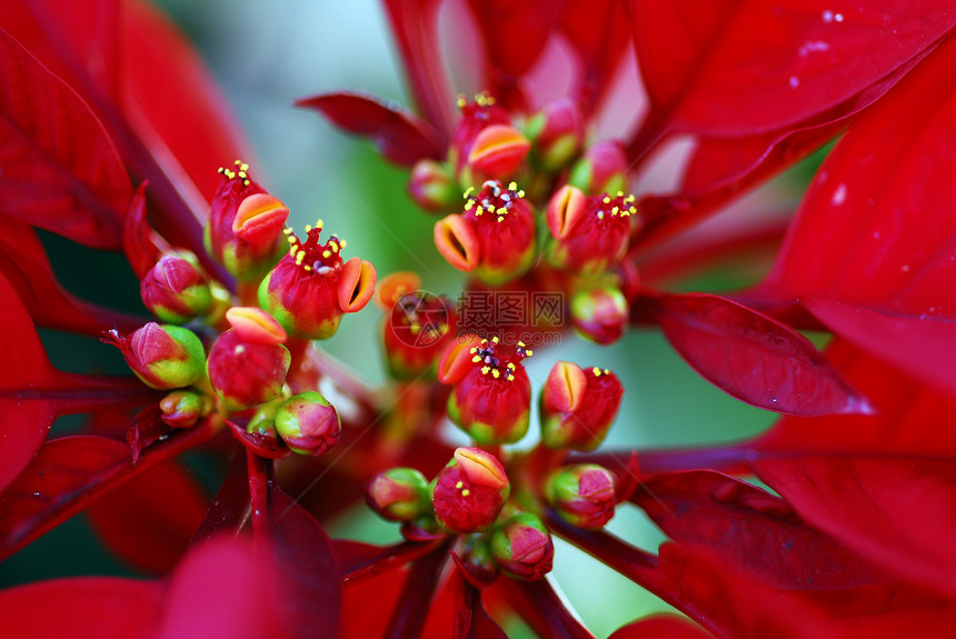 圣诞节的红薄荷花花瓣植物风格园艺阴影花园植物群花朵装饰季节性图片