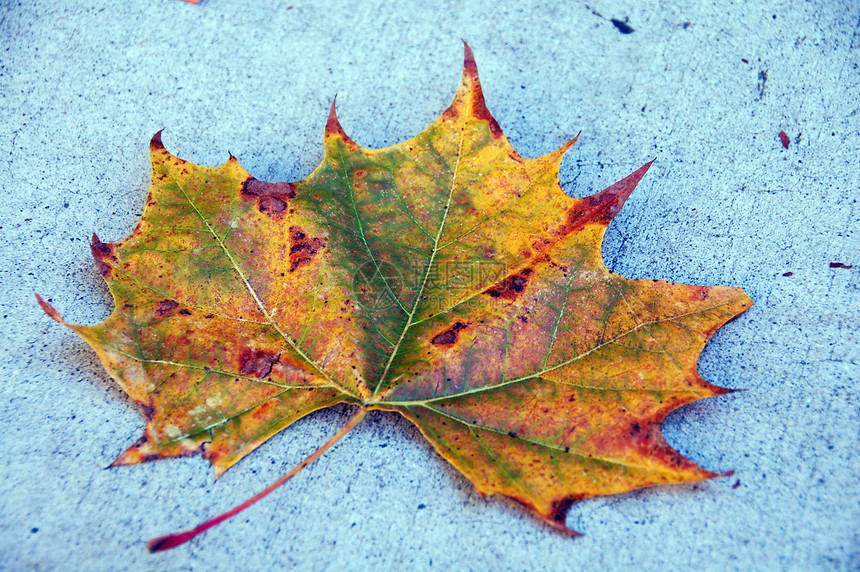 加拿大季节生物风景回收叶子公园森林树木红色黄色生活图片