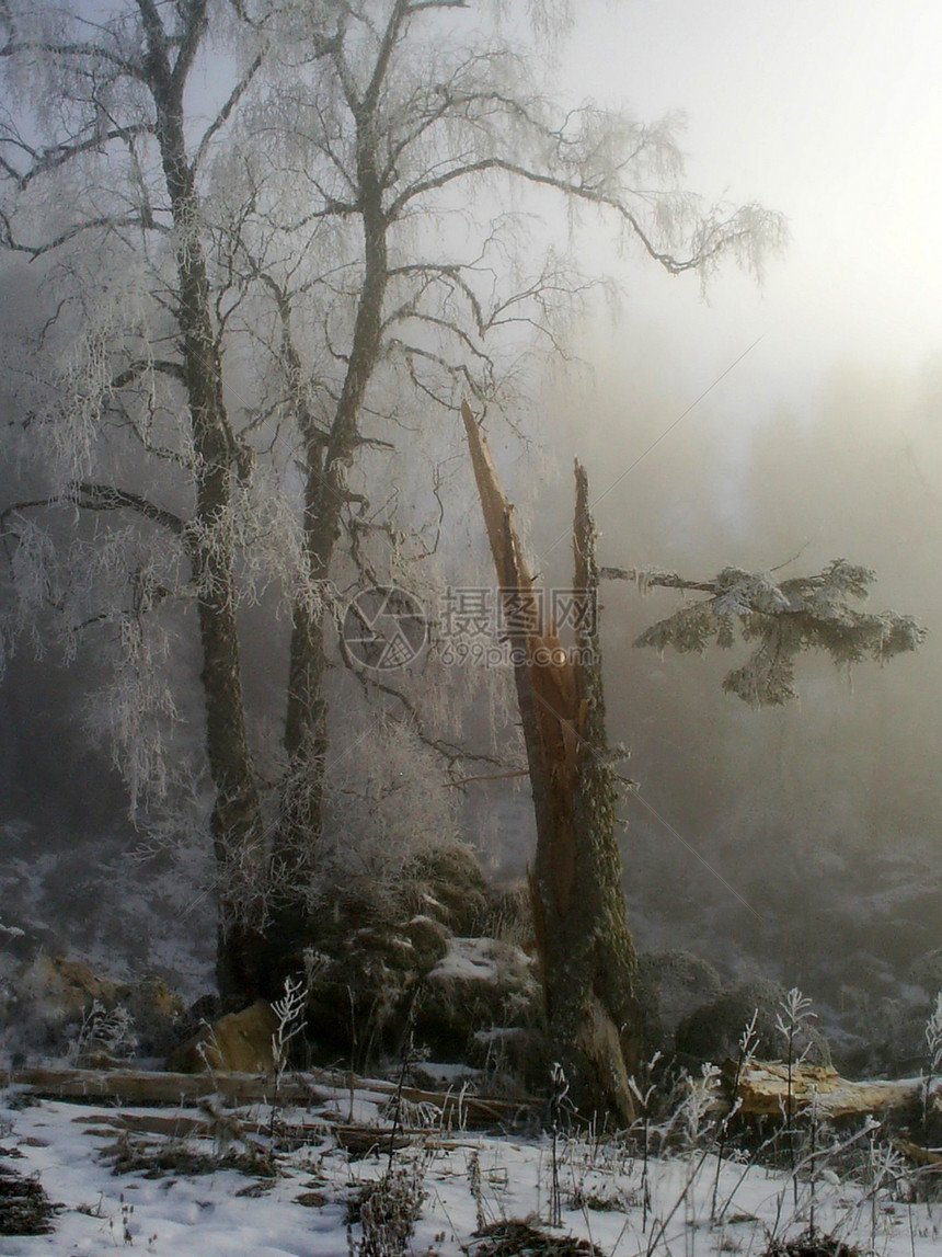 童话故事;雪;雾;树图片
