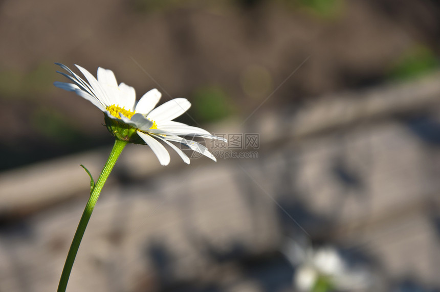 白甘油牛眼花瓣花园生长草地生态美丽风景叶子甘菊图片