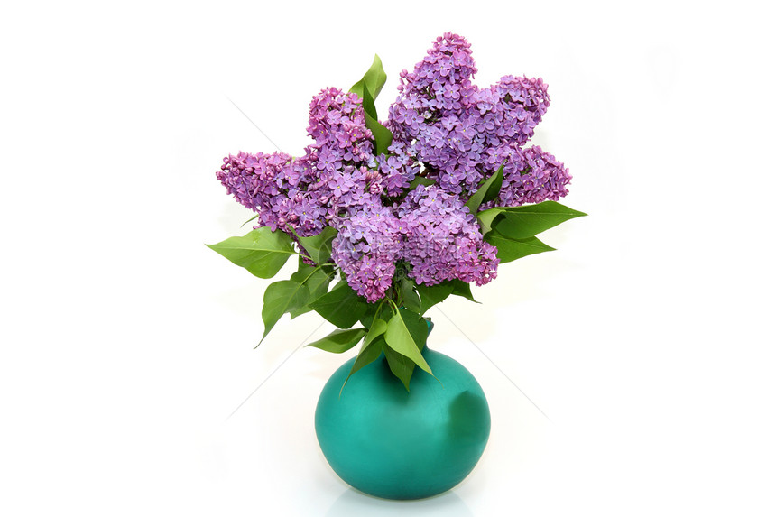 紫硅枝分支紫丁香植物群脆弱性耀斑紫色花瓶树叶蓝色绿色植物图片
