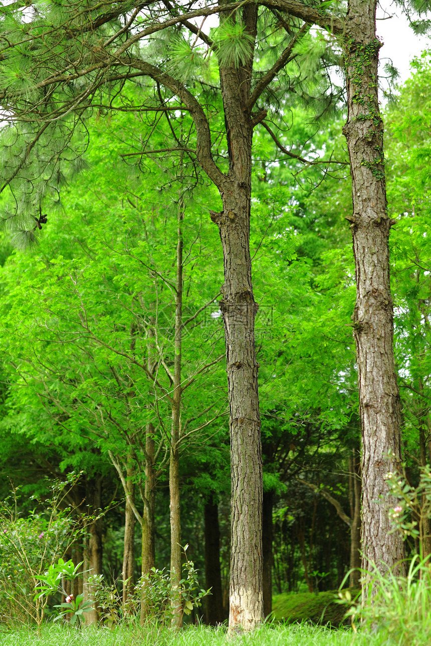 森林树叶岩石绿色叶子生活魔法阳光树干空地射线图片