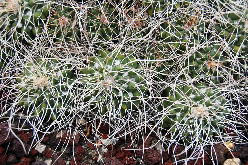 Cactus哺乳动物植物肉质干旱生长海绵绿化园艺草本园林植被多刺图片