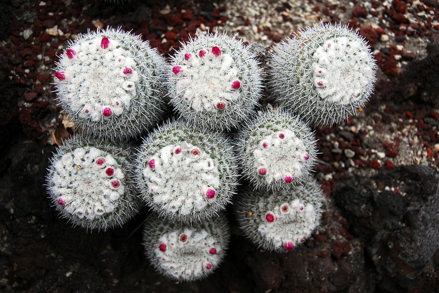 Cactus 哺乳哺乳动物青minispina工厂生长植被沙漠园林植物花园植物学干旱肉质海绵状图片