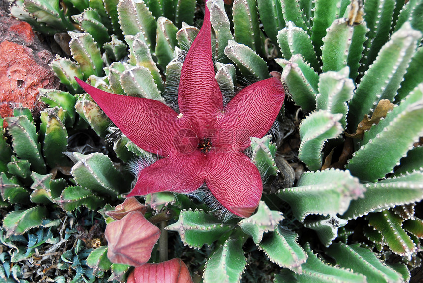 仙地花花朵植物干旱生长植物学化妆品沙漠装饰花艺花瓣图片