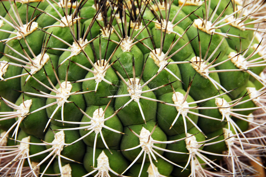 Cactus 工厂化妆品草本植被旱生植物园艺生长沙漠绿化海绵干旱图片