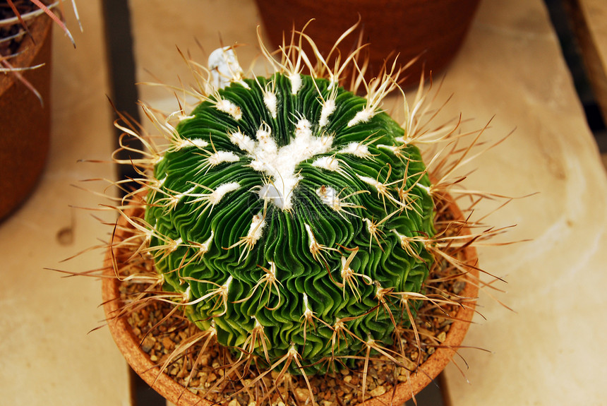 Cactus 中天仙体工厂图片