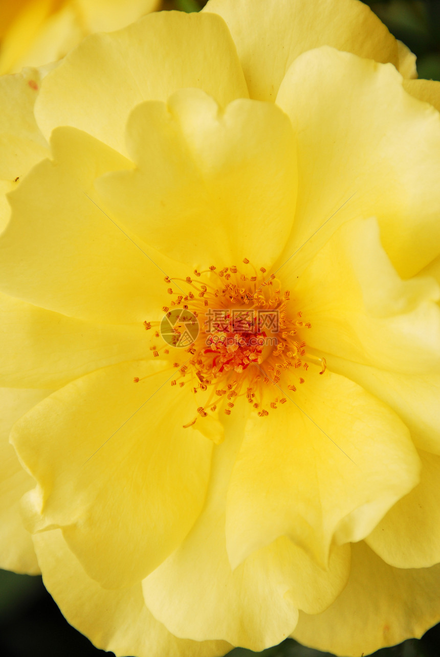 黄玫瑰花缝合阴影风格季节性花艺花瓣玫瑰装饰花园情人园艺图片