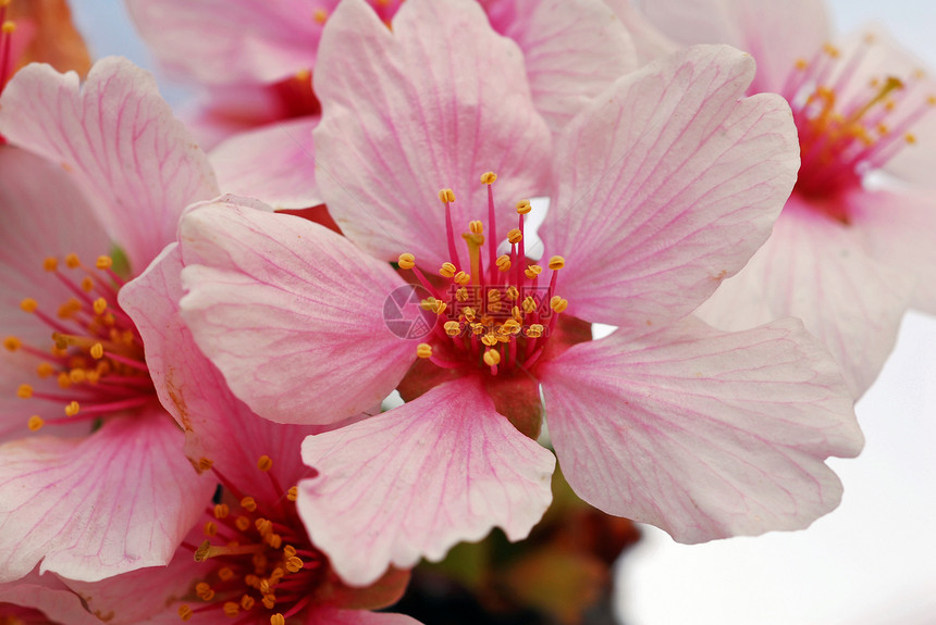 樱花花花瓣花艺园艺花园风格季节性植物植物群装饰粉色图片