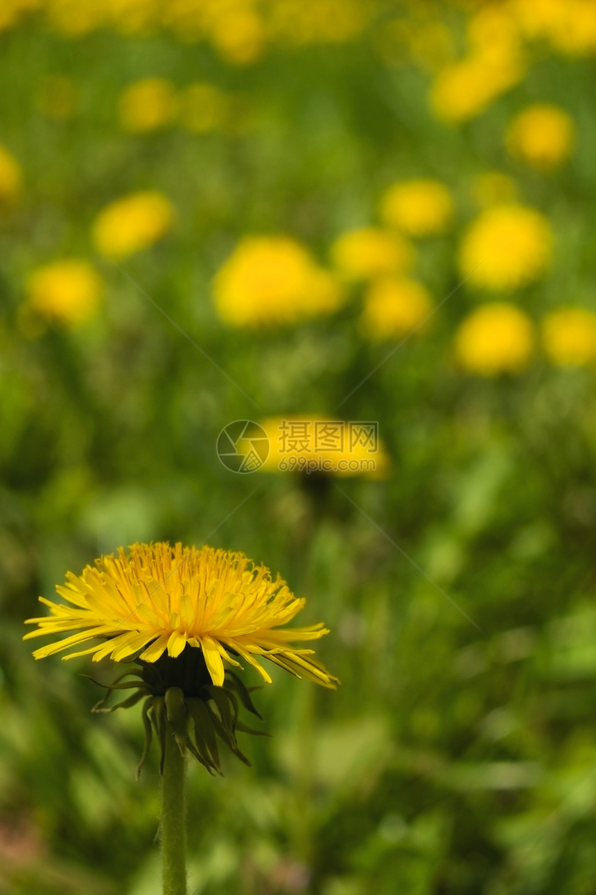 达当量植物群牛花油花菊科乳白色世界蔬菜图片