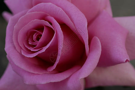 粉红玫瑰花花植物群花朵季节性风格花园植物花艺园艺情人花瓣背景图片