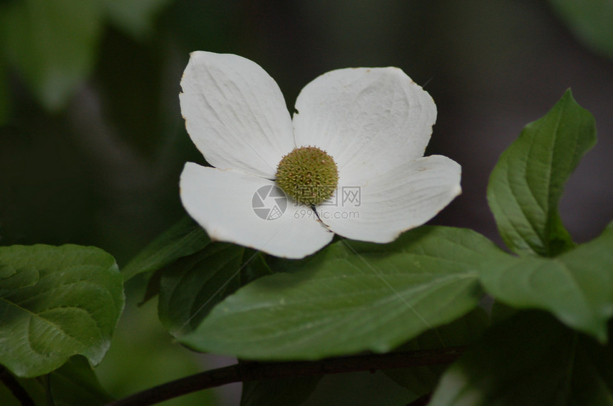 狗花花朵图片