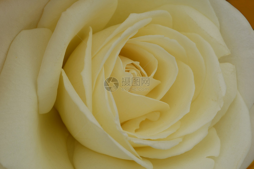 白玫瑰花植物群玫瑰情人花园季节性阴影园艺花艺装饰花朵图片
