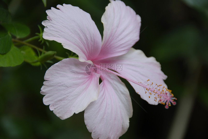 粉色希比斯花花艺园艺装饰花园阴影季节性风格芙蓉植物群花朵图片