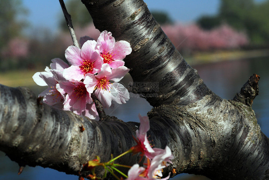 粉红樱花花生长花粉季节性花朵粉色植物花园花瓣植物群图片
