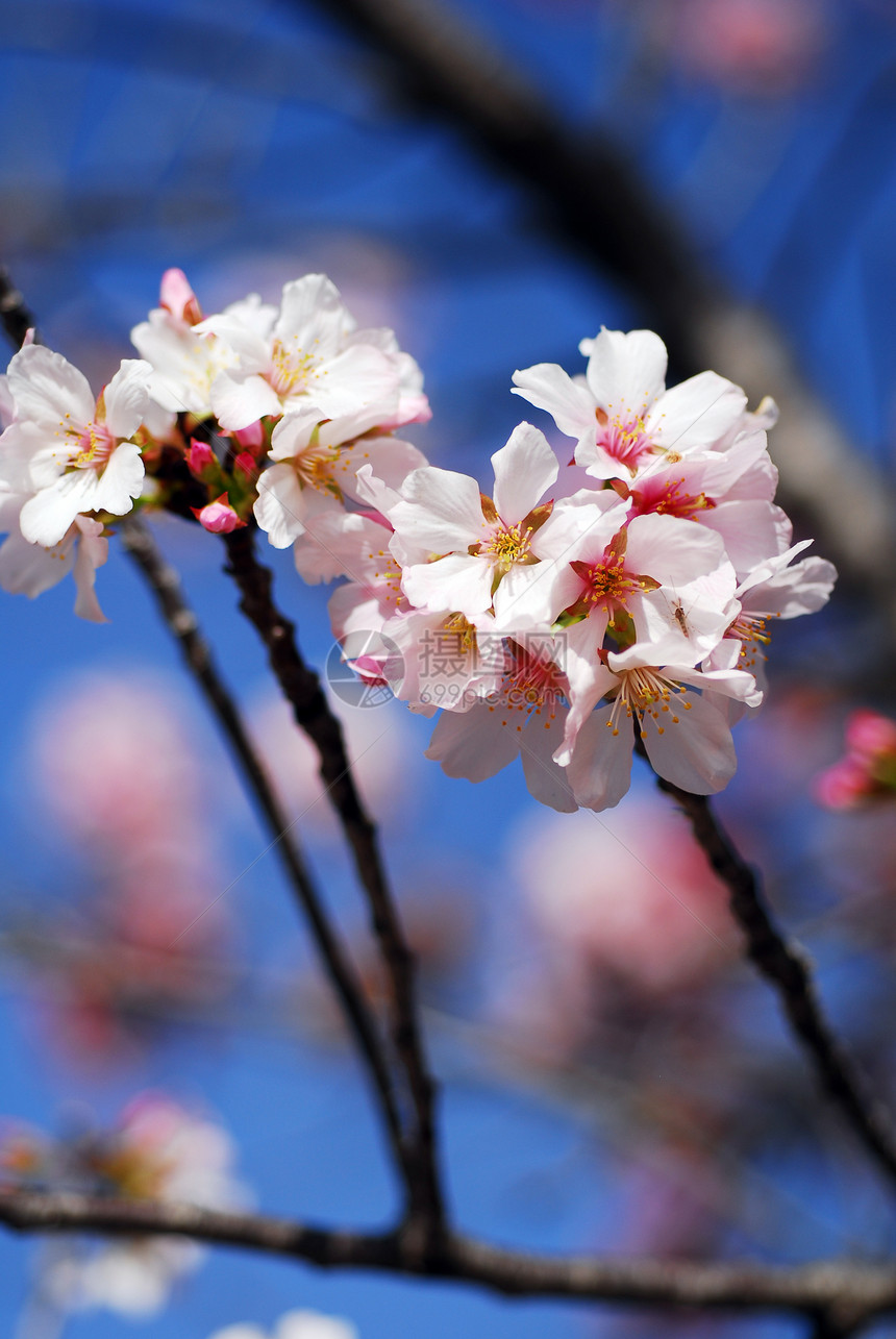 粉红樱花花季节性植物生长粉色植物群花粉花朵花瓣花园图片