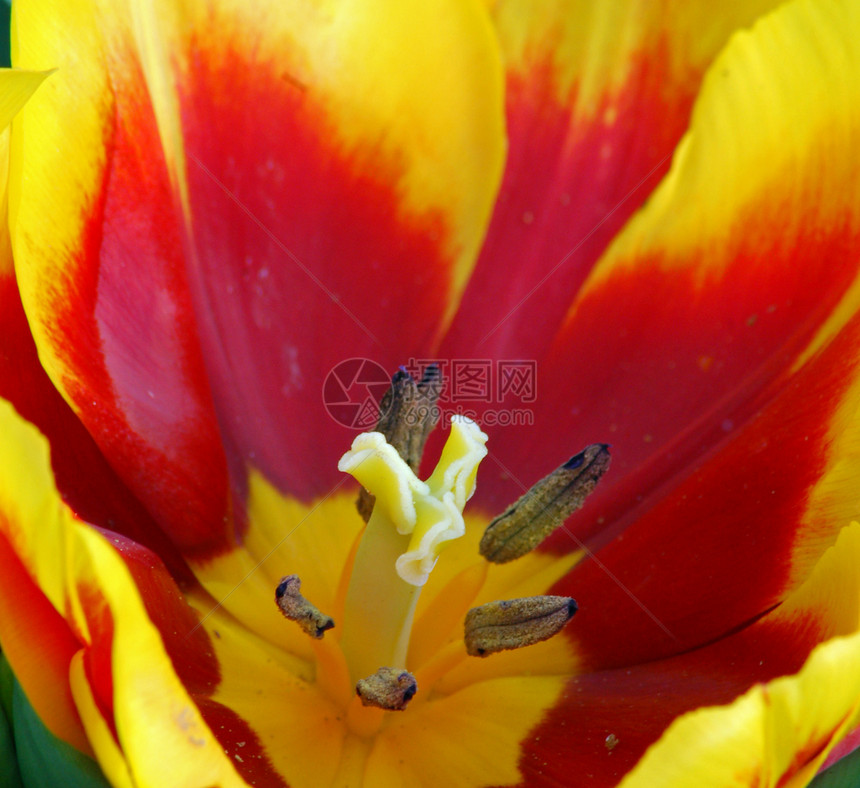 黄色红郁金花花朵装饰花艺花瓣阴影风格季节性园艺红色花园图片