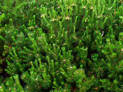 杉木背景绿色新年墙纸环境毛皮锥体针叶植物生长松树背景图片
