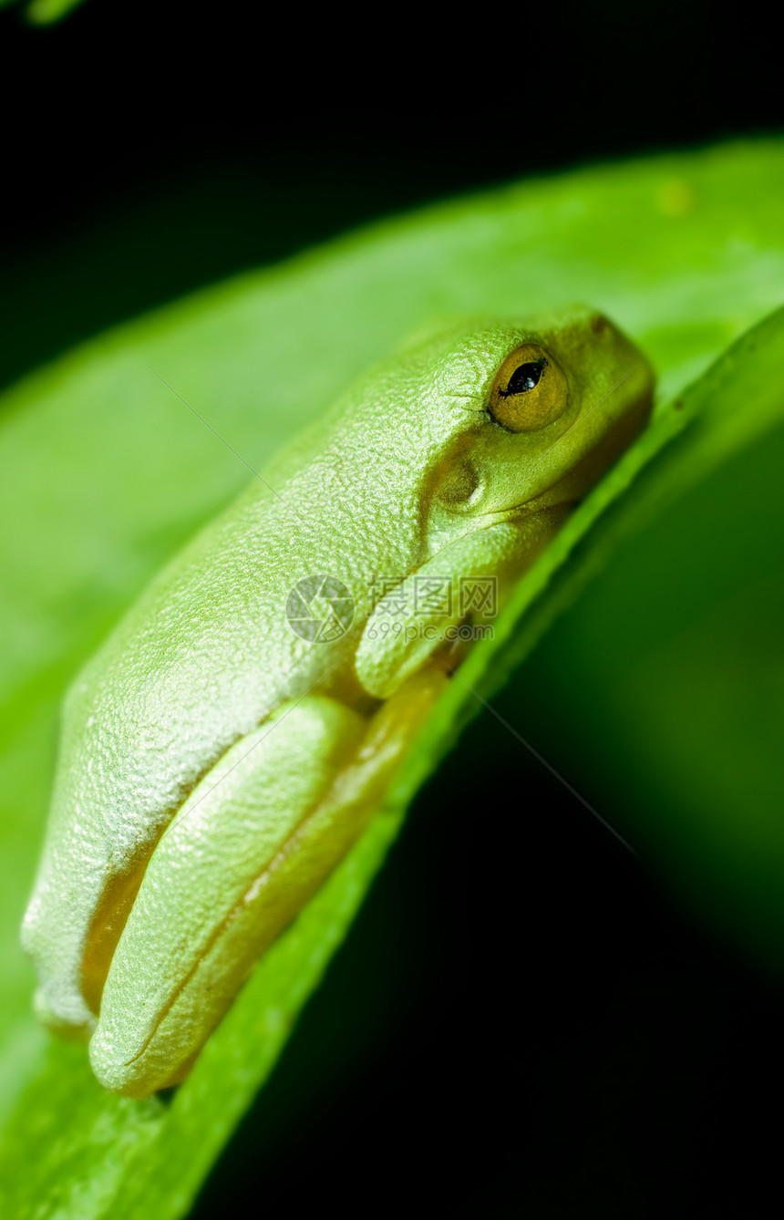 矮矮绿树青蛙图片