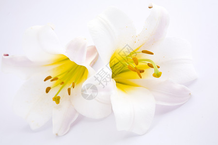 白莉莉白色植物学婚礼香气花朵工作室卡片植物群背景图片