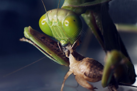 螳螂妖巨集的一幅在吃板球的人祷告的宏大镜头背景
