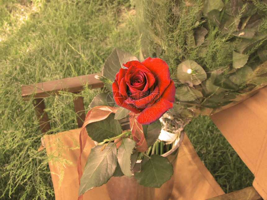 红玫瑰在Sepia背景上图片
