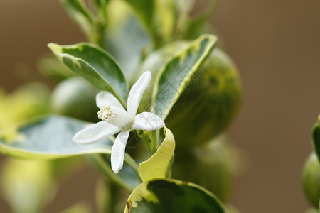 橙花花灌木树叶植物昆虫叶子橙子损害枝条柠檬缺陷背景图片