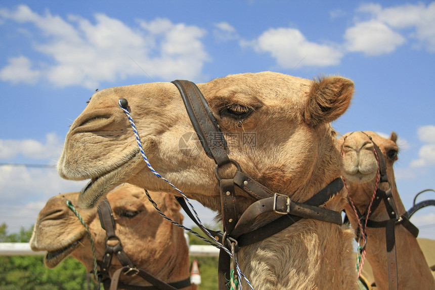 骆驼车队大篷车娱乐哺乳动物旅游运输动物游客单峰团体天空图片