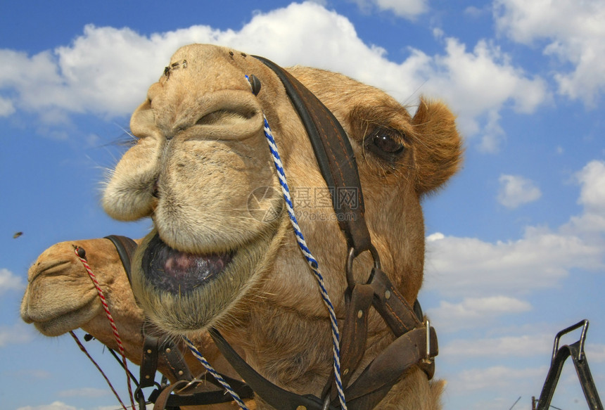 骆驼车队统治毛皮运输旅行动物沙丘晴天团体娱乐大篷车图片
