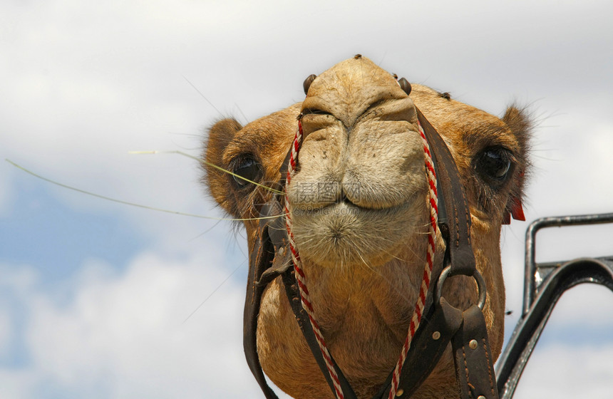 骆驼车队团体大篷车游客娱乐皮带毛皮单峰旅游天空动物图片