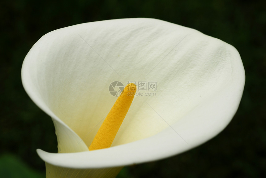 鲜花白白卡拉莉莉闭合风格园艺花朵阴影植物花艺花瓣花园百合植物群图片