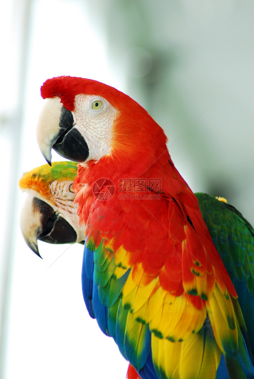 红金刚鹦鹉鸟夫妇图片