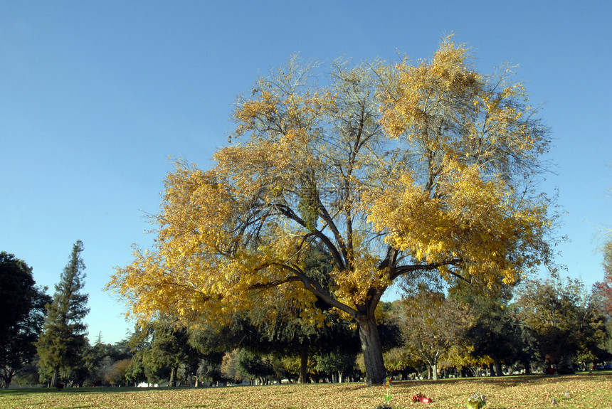黄金果树叶秋季风景花园森林树木季节黄色季节性树叶颜料公园图片