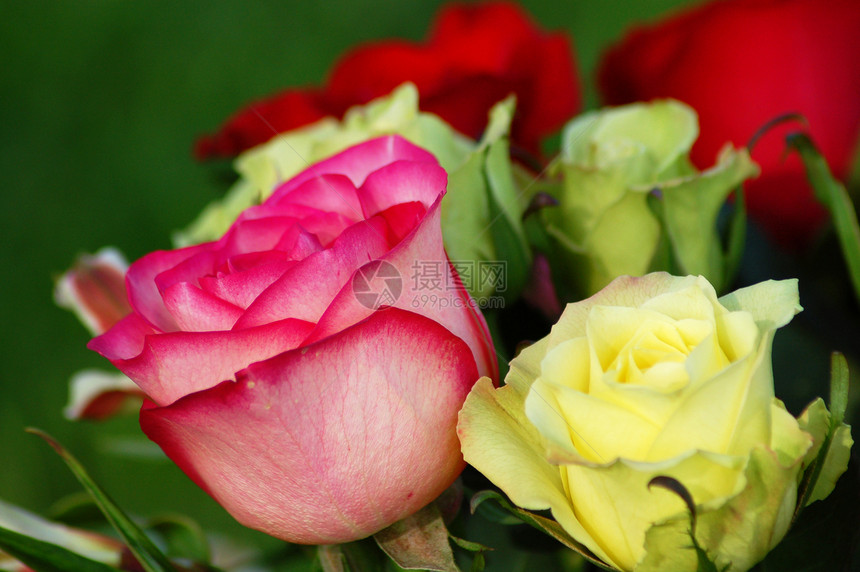 各种玫瑰花情人装饰园艺植物群花艺季节性风格阴影玫瑰植物图片