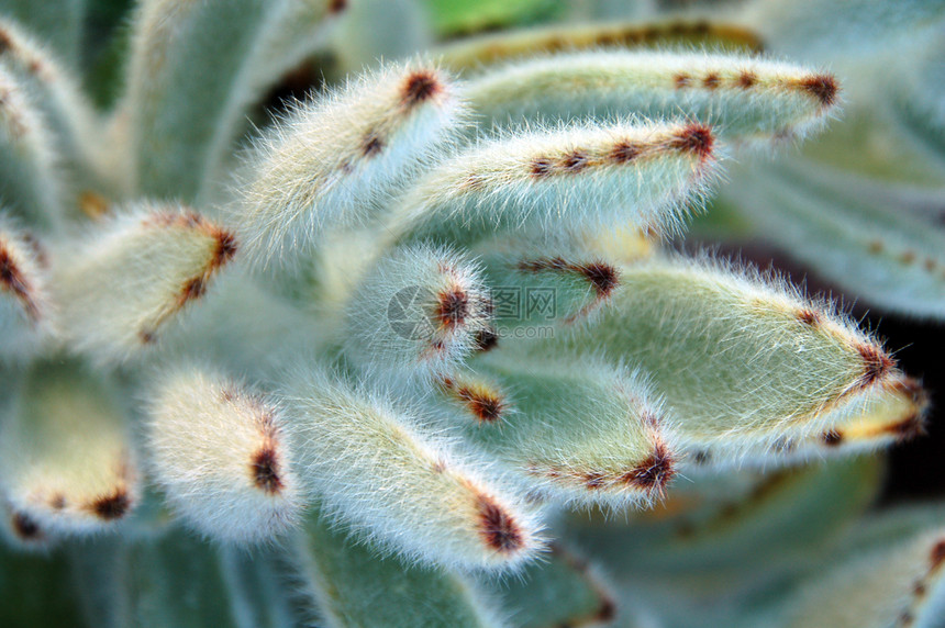 Aloe 溶液干旱绿色园林植物学海绵园艺植物化妆品绿化生长图片