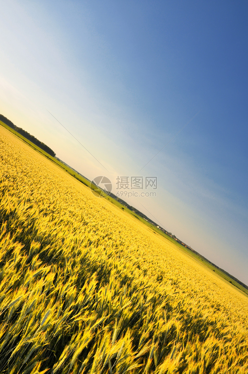 小麦田收成小麦生活种子晴天食物场地植物粮食谷物图片