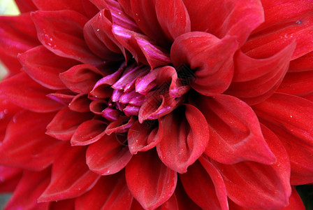 Red Dahlia 鲜花特写图片