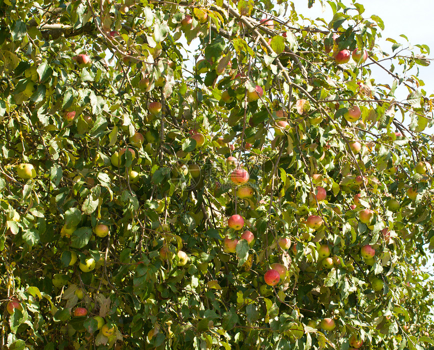 苹果树季节生长生物学水果食物花园植物天空健康阳光图片