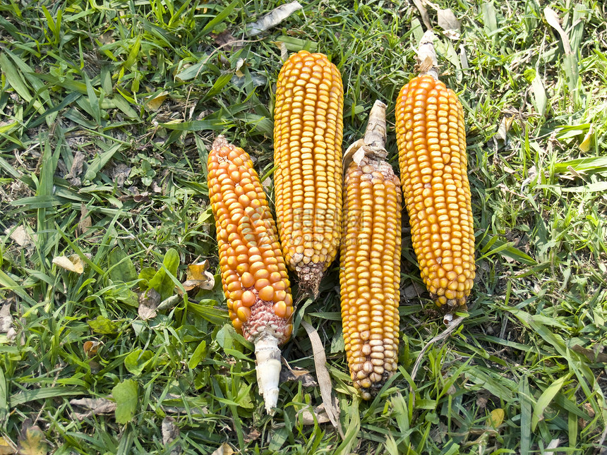 子数燃料生产花园营养野餐核心植物水果食物活力图片