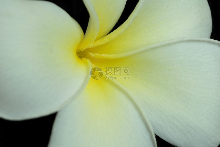 弗朗吉帕尼花朵黄色白色装饰风格植物花园温泉季节性植物群花瓣图片