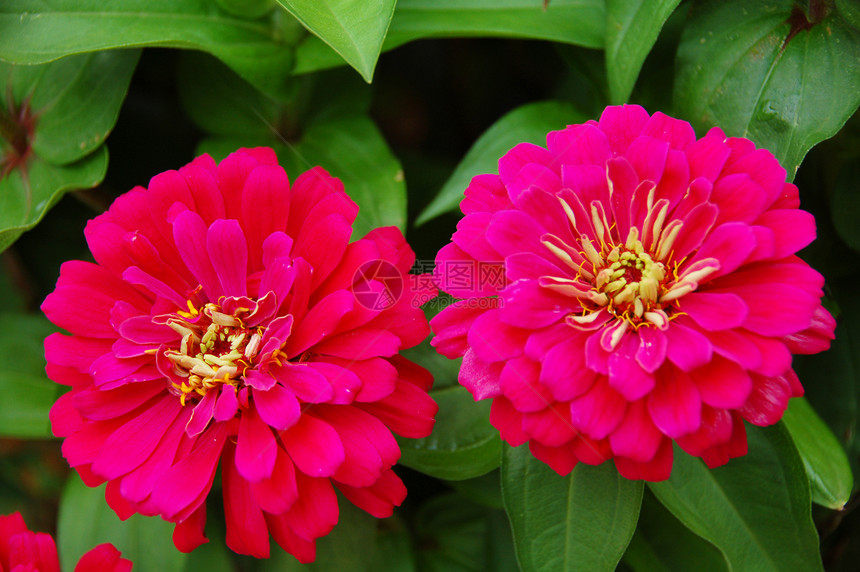 粉色锌花花园季节性花瓣装饰花艺园艺阴影植物花朵风格图片