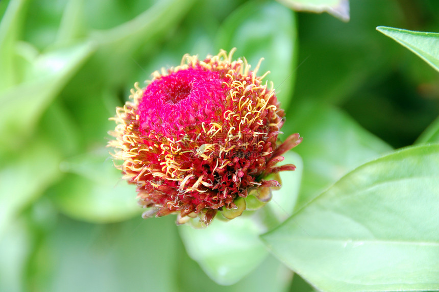 粉色锌花芽装饰季节性花艺园艺花园花朵花瓣阴影风格植物群图片