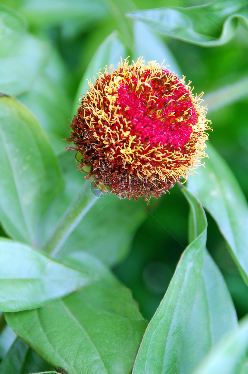 粉色锌花芽花朵花艺花瓣花园装饰风格植物群季节性植物园艺图片