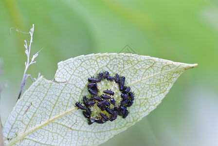 幼虫昆虫叶子动物形式宏观绿色植物植物黑色背景图片