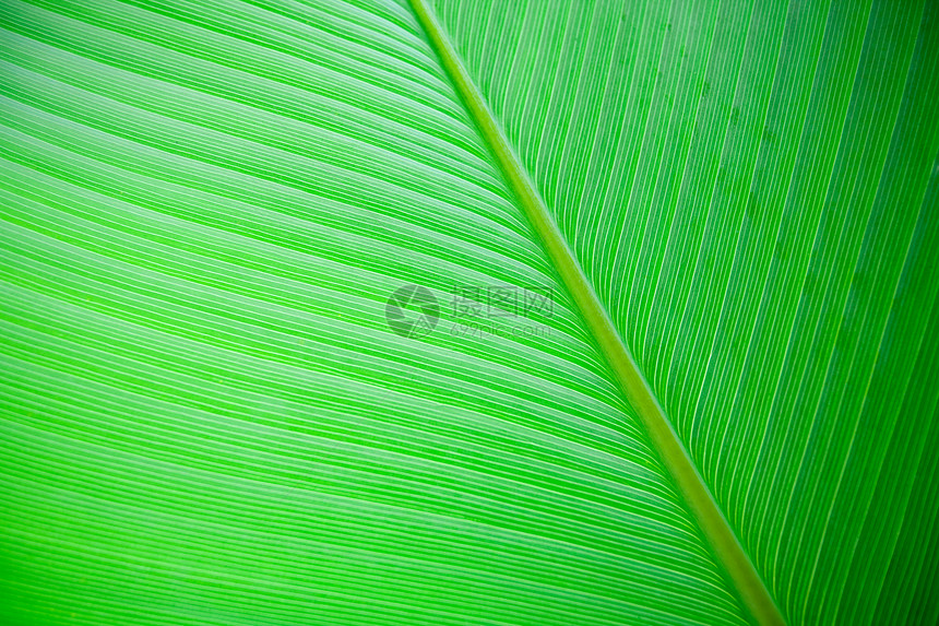 大型页背景雨林肋骨植物植物群绿色静脉热带图片