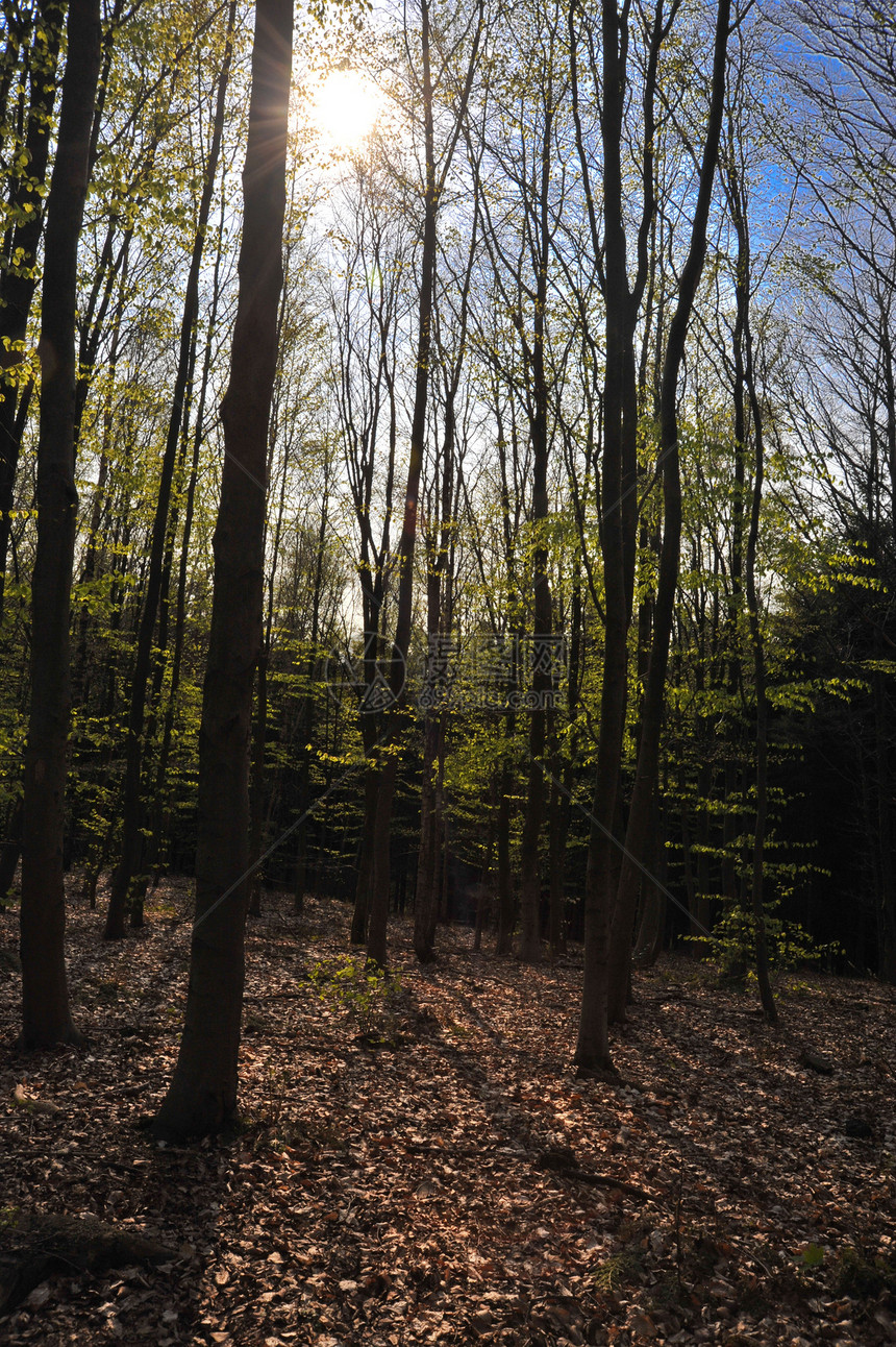 阳光照耀在树木中风景季节性植物蓝色枝条绿色植物叶子树干林地绿色图片